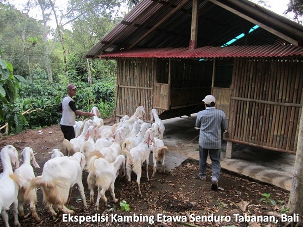 ekspedisi-kambing-etawa-senduro-bali ekspedisi-kambing-etawa-senduro-bali