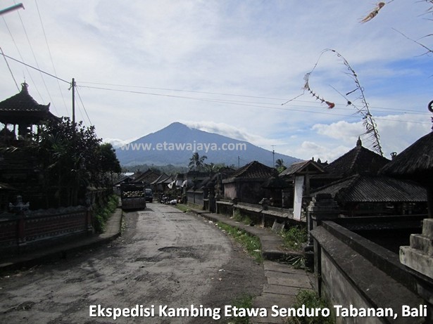 ekspedisi-kambing-etawa-senduro-bali ekspedisi-kambing-etawa-senduro-bali