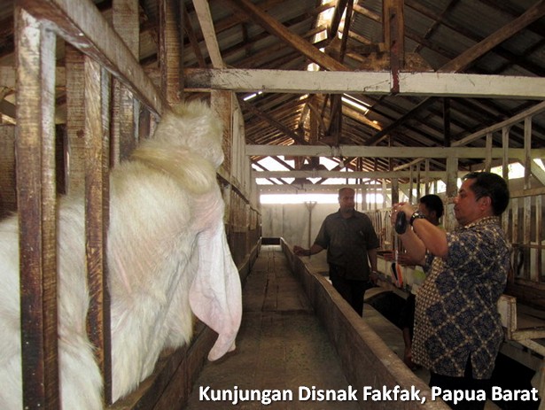 kunjungan-disnak-fakfak-papua-barat