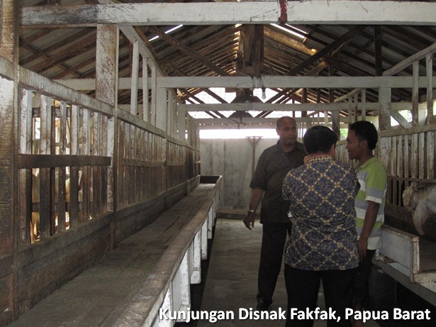 kunjungan-disnak-fakfak-papua-barat