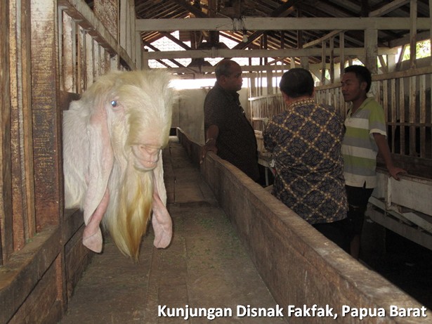 kunjungan-disnak-fakfak-papua-barat