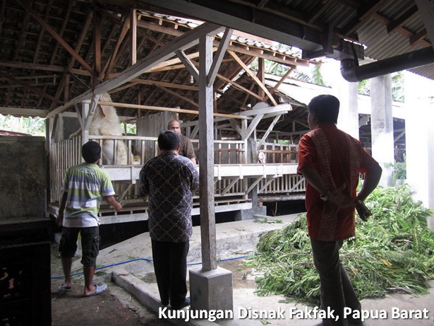 kunjungan-disnak-fakfak-papua-barat
