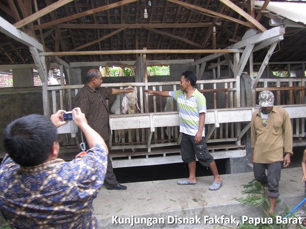 kunjungan-disnak-fakfak-papua-barat