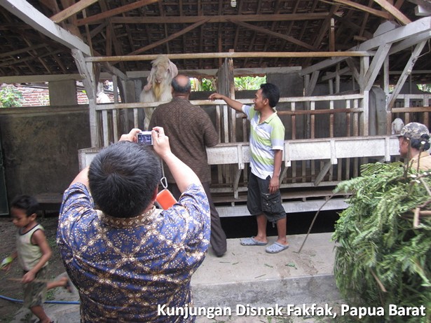 kunjungan-disnak-fakfak-papua-barat