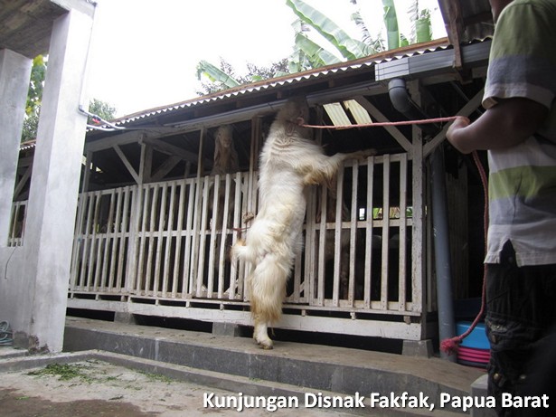 kunjungan-disnak-fakfak-papua-barat