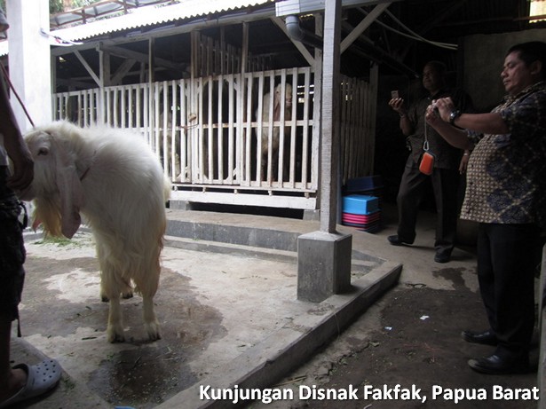 kunjungan-disnak-fakfak-papua-barat