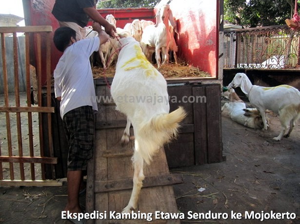 ekspedisi-kambing-etawa-senduro-mojokerto
