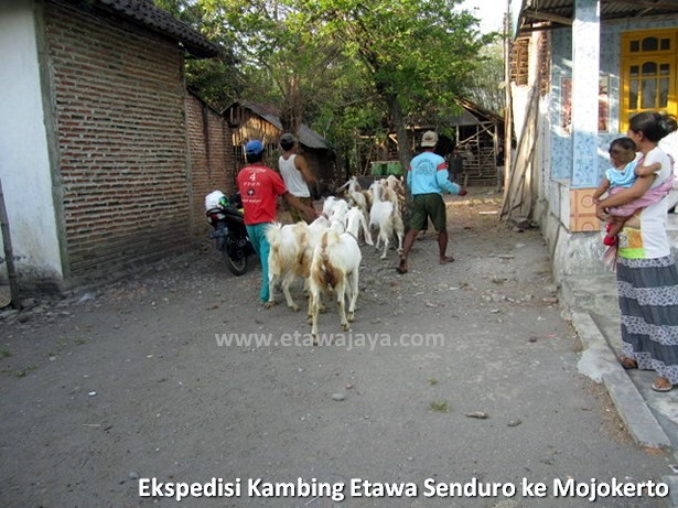 ekspedisi-kambing-etawa-senduro-mojokerto