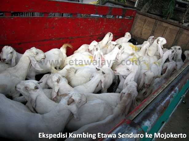 ekspedisi-kambing-etawa-senduro-mojokerto
