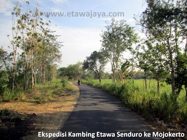 ekspedisi-kambing-etawa-senduro-mojokerto