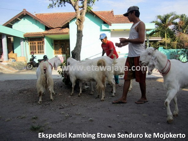 ekspedisi-kambing-etawa-senduro-mojokerto
