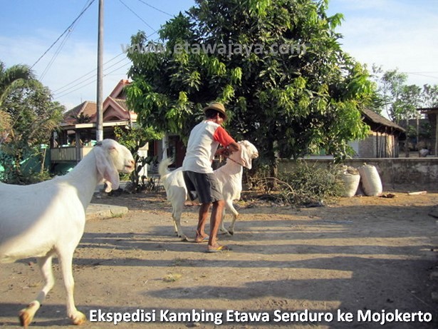 ekspedisi-kambing-etawa-senduro-mojokerto