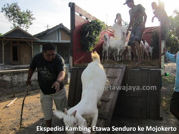 ekspedisi-kambing-etawa-senduro-mojokerto