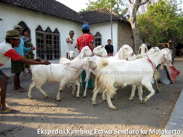 ekspedisi-kambing-etawa-senduro-mojokerto