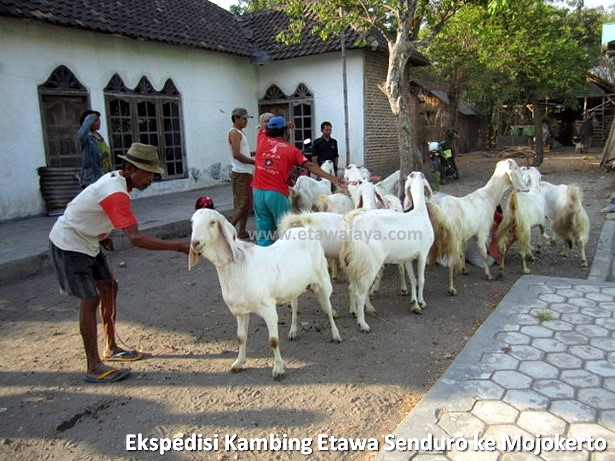 ekspedisi-kambing-etawa-senduro-mojokerto