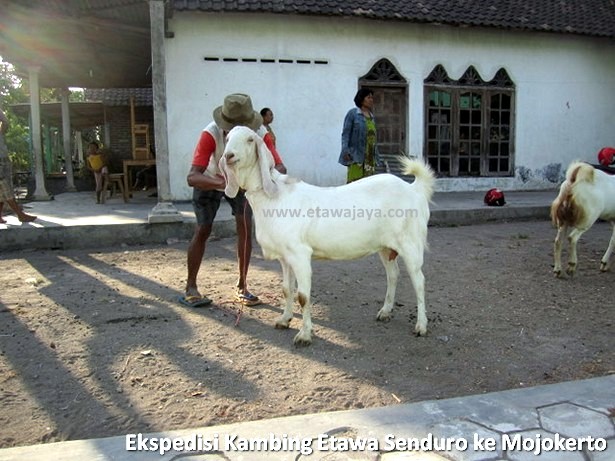 ekspedisi-kambing-etawa-senduro-mojokerto