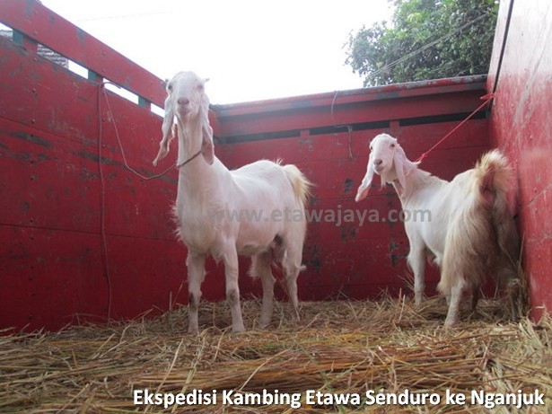 ekspedisi-kambing-etawa-senduro-nganjuk
