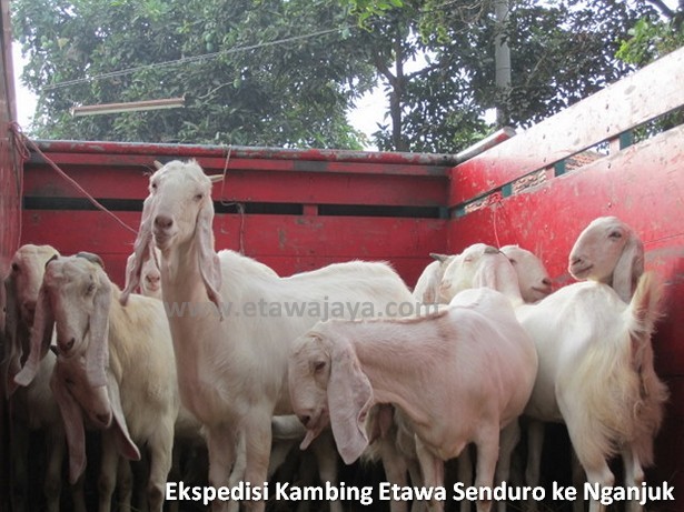ekspedisi-kambing-etawa-senduro-nganjuk