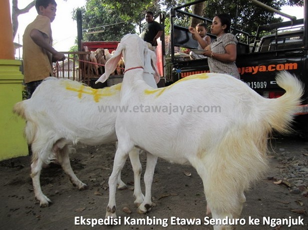 ekspedisi-kambing-etawa-senduro-nganjuk
