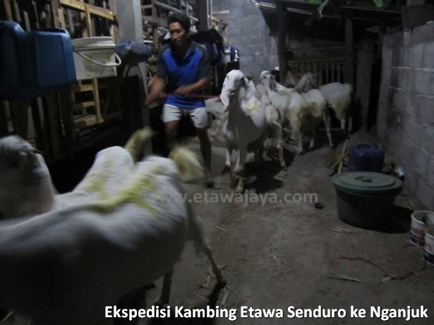 ekspedisi-kambing-etawa-senduro-nganjuk
