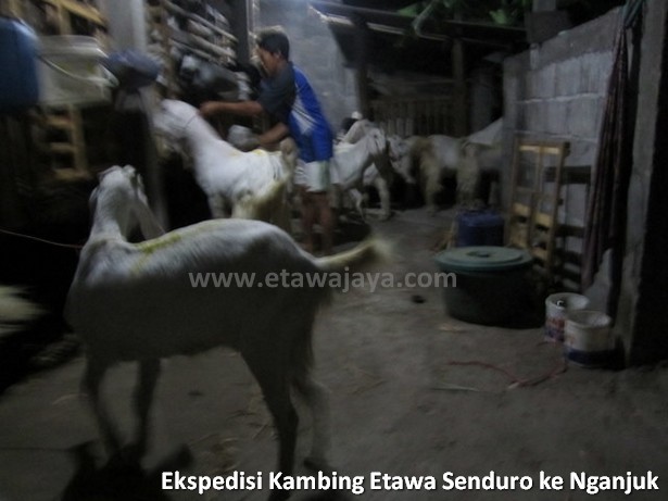 ekspedisi-kambing-etawa-senduro-nganjuk