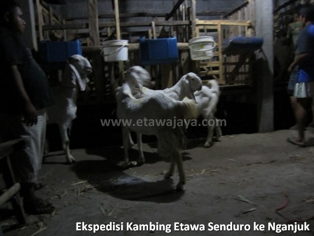 ekspedisi-kambing-etawa-senduro-nganjuk