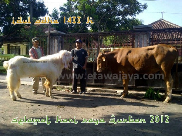 etawa-jaya-selamat-hari-raya-idul-qurban-2012