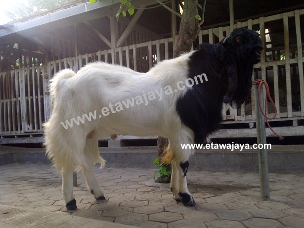 kambing-etawa-super-blackberry kambing-etawa-super-blackberry