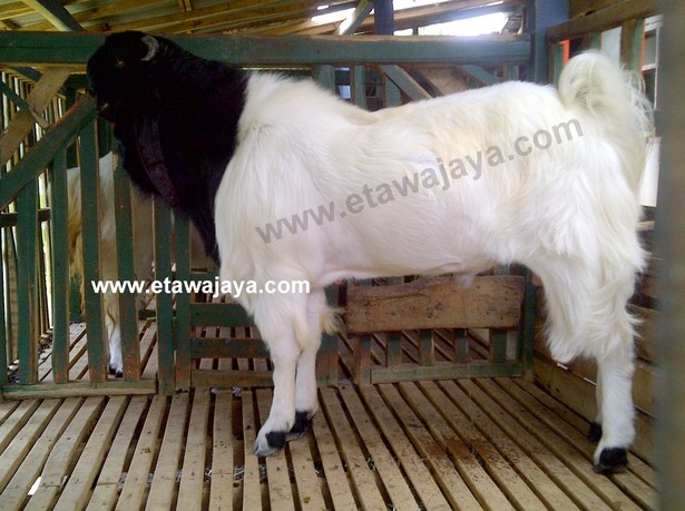 kambing-etawa-super-blackberry kambing-etawa-super-blackberry