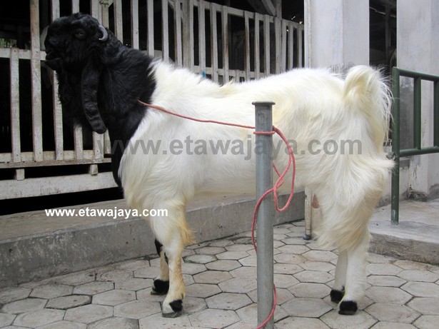 kambing-etawa-super-blackberry kambing-etawa-super-blackberry
