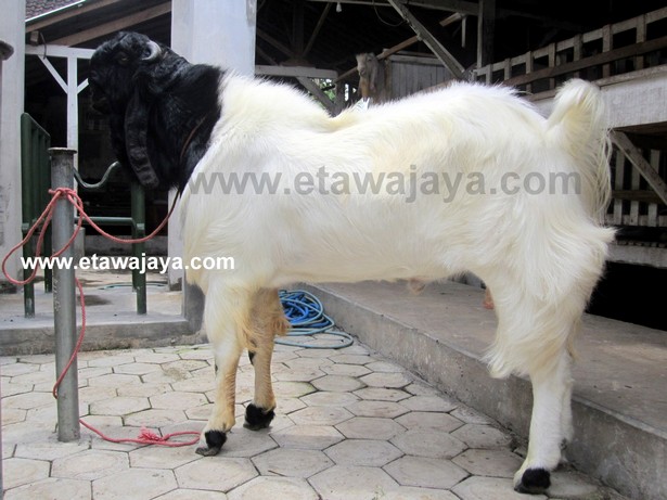 kambing-etawa-super-blackberry kambing-etawa-super-blackberry