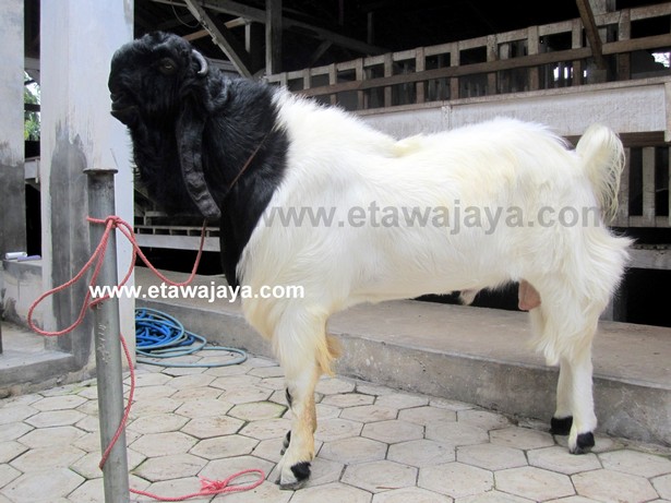 kambing-etawa-super-blackberry kambing-etawa-super-blackberry