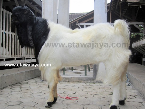 kambing-etawa-super-blackberry kambing-etawa-super-blackberry