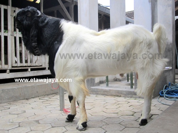 kambing-etawa-super-blackberry kambing-etawa-super-blackberry