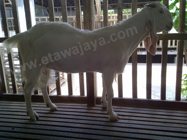 pengiriman-kambing-etawa-senduro-buleleng pengiriman-kambing-etawa-senduro-buleleng