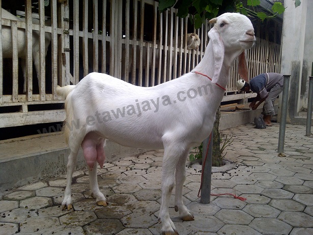 pengiriman-kambing-etawa-senduro-buleleng pengiriman-kambing-etawa-senduro-buleleng