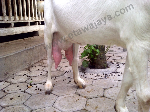 pengiriman-kambing-etawa-senduro-buleleng pengiriman-kambing-etawa-senduro-buleleng