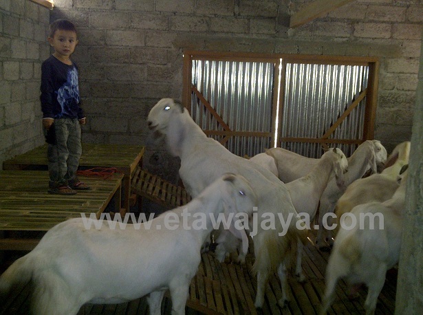 pengiriman-kambing-etawa-senduro-buleleng pengiriman-kambing-etawa-senduro-buleleng
