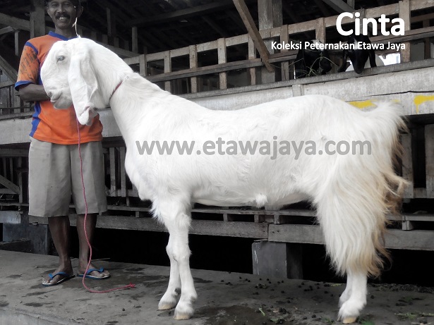 kambing-etawa-super-indukan-cinta