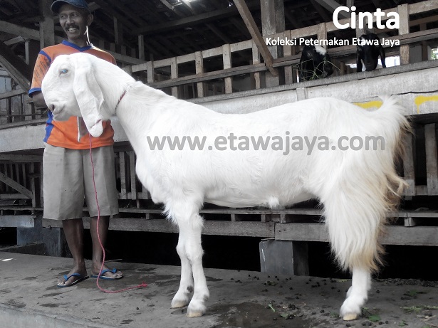 kambing-etawa-super-indukan-cinta