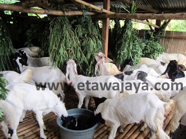 proyek-pengadaan-kambing-etawa-flores proyek-pengadaan-kambing-etawa-flores