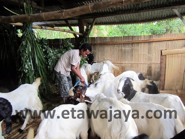 proyek-pengadaan-kambing-etawa-flores proyek-pengadaan-kambing-etawa-flores