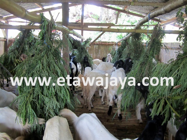 proyek-pengadaan-kambing-etawa-flores proyek-pengadaan-kambing-etawa-flores