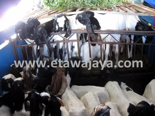 proyek-pengadaan-kambing-etawa-flores proyek-pengadaan-kambing-etawa-flores