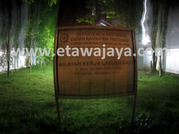 proyek-pengadaan-kambing-etawa-flores proyek-pengadaan-kambing-etawa-flores