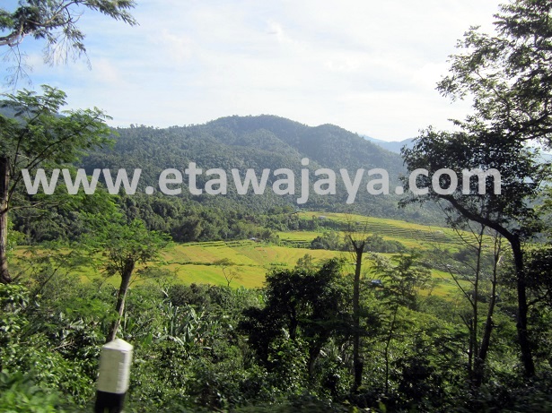 proyek-pengadaan-kambing-etawa-flores proyek-pengadaan-kambing-etawa-flores