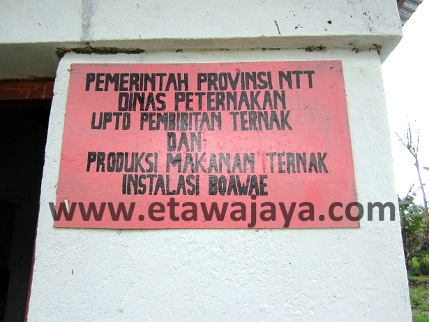 proyek-pengadaan-kambing-etawa-flores proyek-pengadaan-kambing-etawa-flores