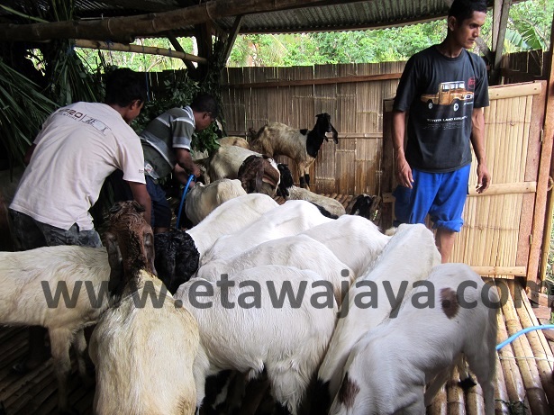 proyek-pengadaan-kambing-etawa-flores proyek-pengadaan-kambing-etawa-flores