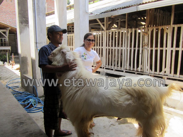 proyek-pengadaan-kambing-etawa-gorontalo-kontainer proyek-pengadaan-kambing-etawa-gorontalo-kontainer