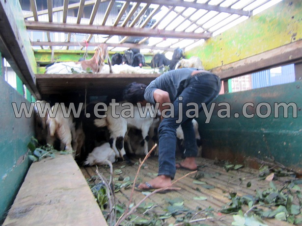 proyek-pengadaan-kambing-etawa-gorontalo-kontainer proyek-pengadaan-kambing-etawa-gorontalo-kontainer